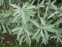 Les feuilles de sauge officinale ont un aspect cendré.