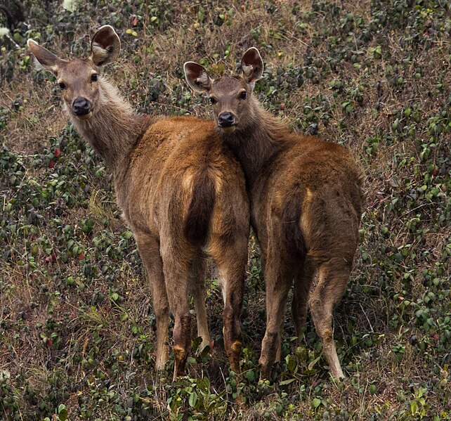 File:Sambar deer by N. A. Naseer.jpg