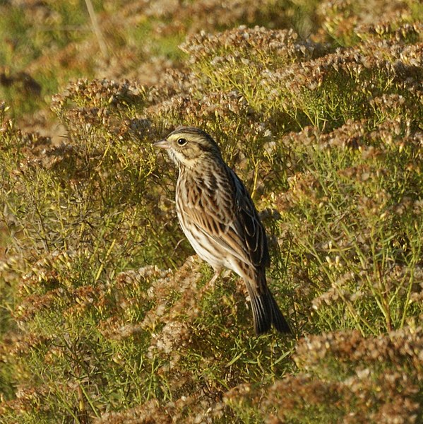 File:Savannah Sparrow (5129292087).jpg