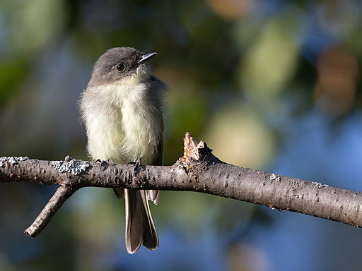 Sayornis phoebe -Madison, Wisconsin, USA-8