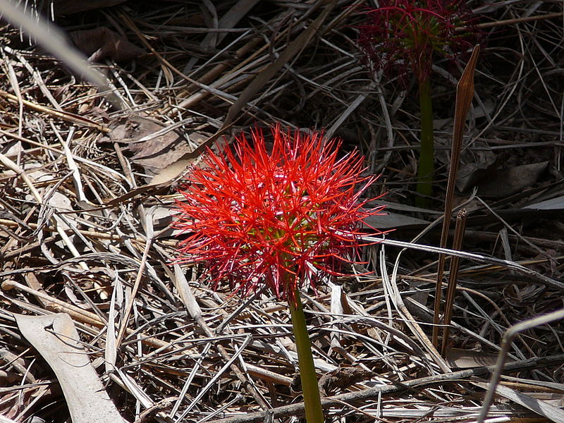 File:Scadoxus multiflorus 0017.jpg