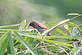 * Nomination: Scaly-breasted munia or spotted munia (Lonchura punctulata) at Dehradun, Uttarakhand --Satdeep Gill 01:06, 31 October 2023 (UTC) * * Review needed