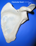 Thumbnail for Clavicular facet of scapula