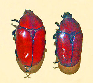 <i>Diplognatha</i> Genus of beetles