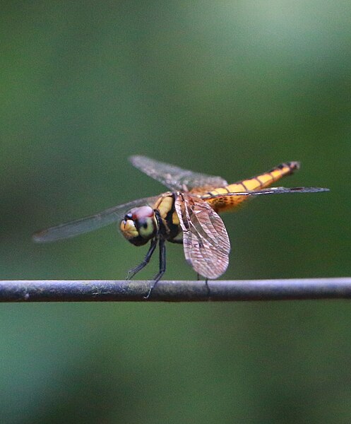 File:Scarlet Marsh Hawk ,Aethriamanta brevipennis ,female.jpg