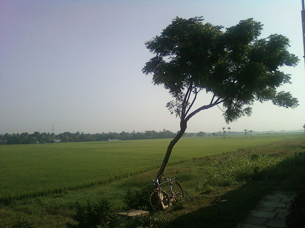 View of paddy fields near Kovvur from train
