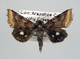 <i>Schinia bina</i> Species of moth