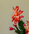 * Nomination Schlumbergera, Lidcactus. Flowering houseplant in the Netherlands. --Agnes Monkelbaan 05:05, 13 April 2019 (UTC) * Promotion Good quality. --Uoaei1 06:03, 13 April 2019 (UTC)