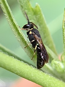 A Schwarz's Masked Bee (Hylaeus schwarzii) observed foraging in Coconut Creek, Florida. Schwarz's Masked Bee.jpg