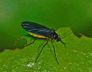 <i>Sciara</i> (gnat) Genus of flies