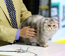 A Highland Fold cat in a cat show Scottish Fold Longhair - CFF cat show Heinola 2008-05-03 IMG 7868.JPG