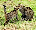 Pisîkeke kovî ya mê bi çêlikê wê, li British Wildlife Centre (Navenda Jîngeha Brîtanî), Newchapel, Surrey, Brîtanya.