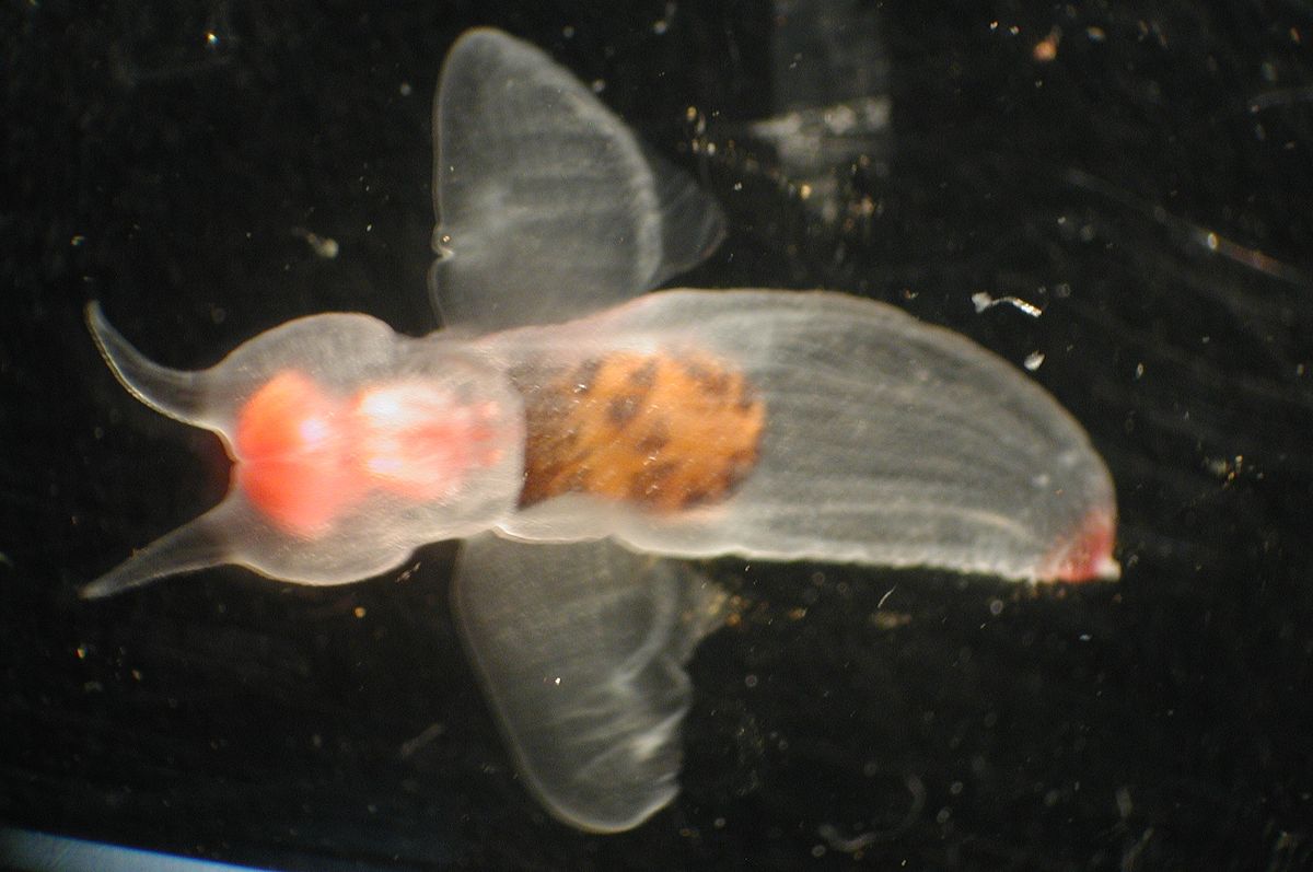 sea slug with wings