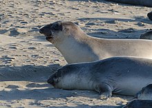 Northern elephant seals Seals at Piedras Blancas elephant seal rookery 2013 04.jpg