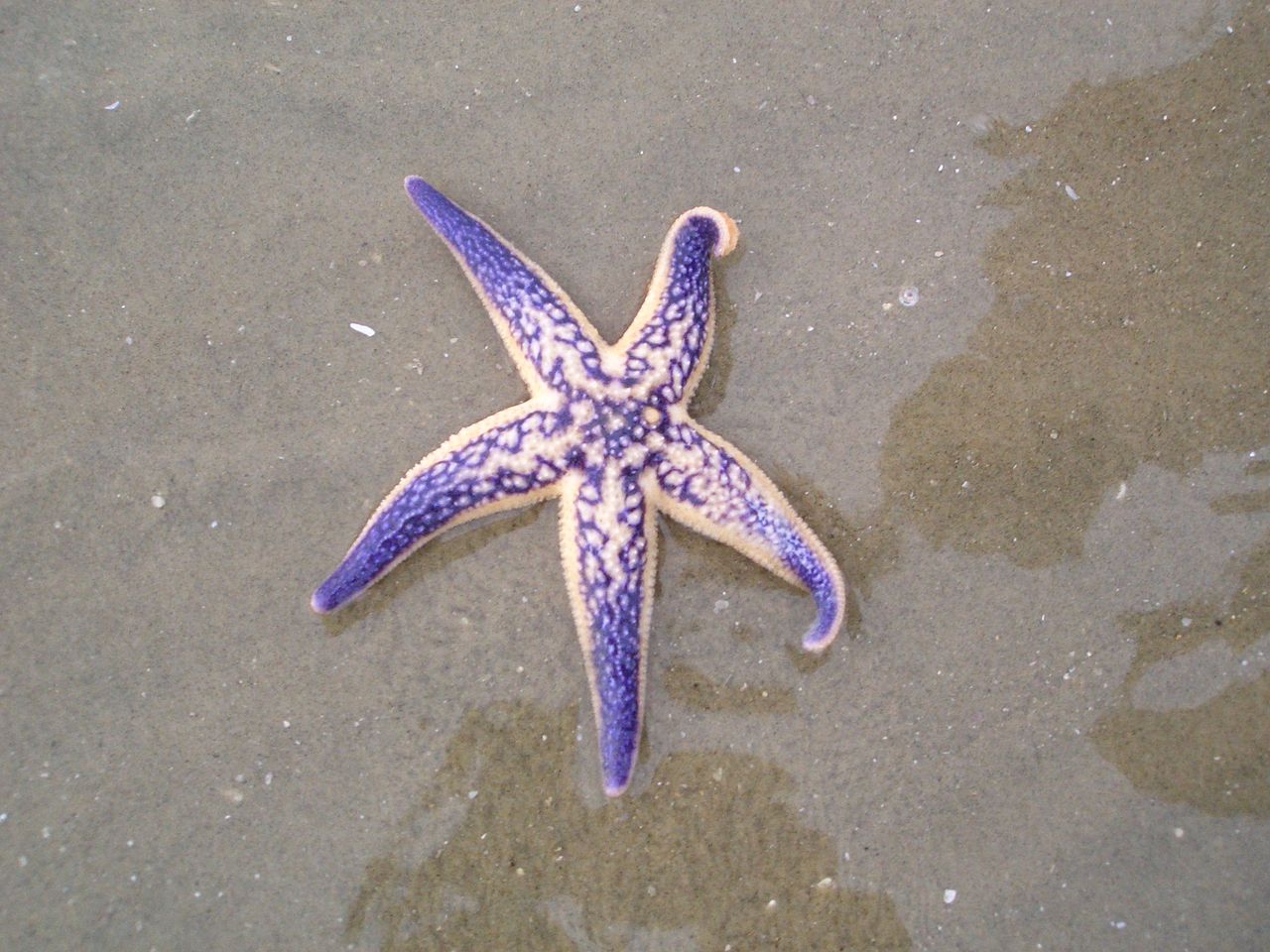 purple sea star