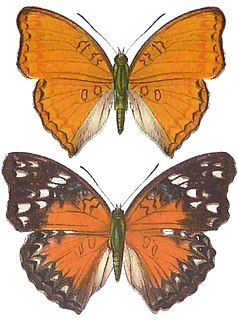 <i>Cymothoe preussi</i> Species of butterfly