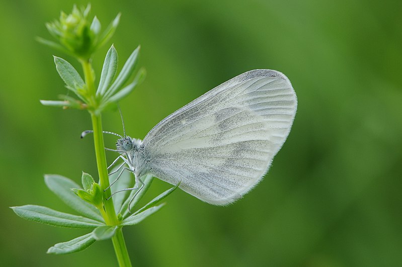 File:Senfweißling, Leptidea sinapis 1.JPG