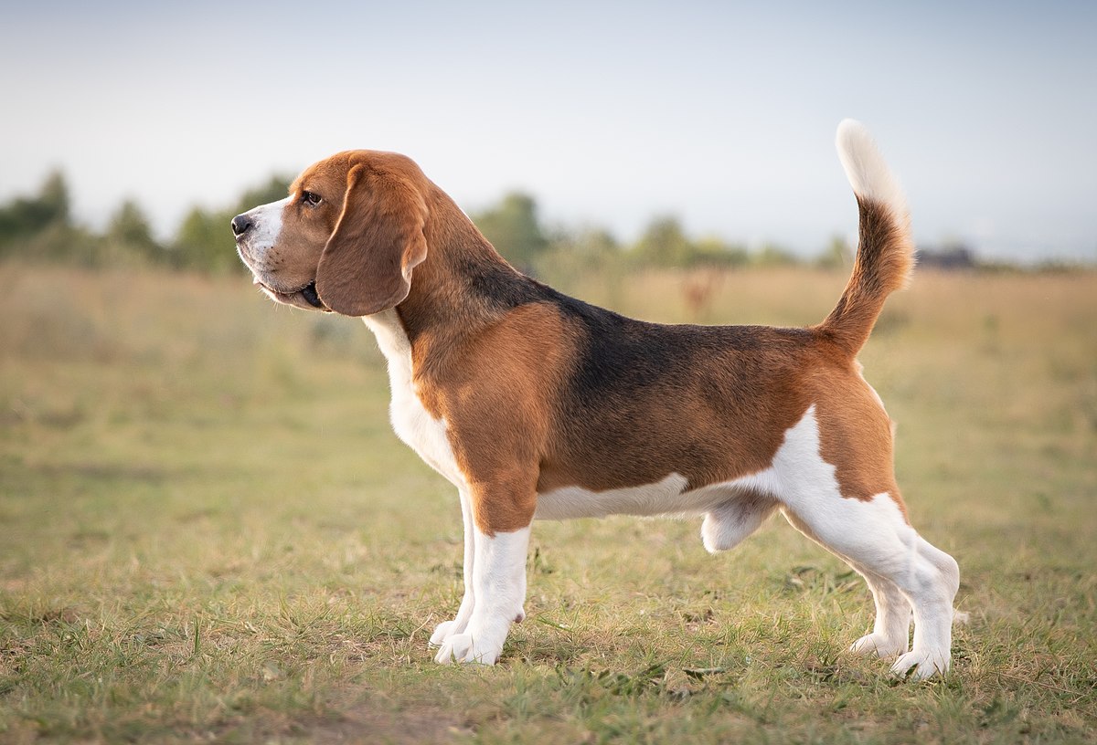 Beagle Wikip dia