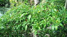 A mature siling labuyo bush Siling labuyo.jpg