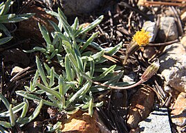 Silky raillardella (Raillardella argentia)