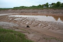 Sinuous-crested dunes exposed at low tide in the Cornwallis River near Wolfville, Nova Scotia Sinuous dunes mcr1.JPG