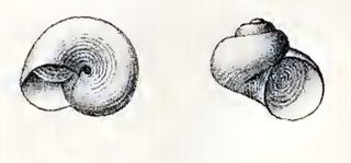 <i>Skenea basistriata</i> species of mollusc