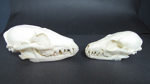 The skull of an island fox (right) compared with a skull of the related gray fox (left)