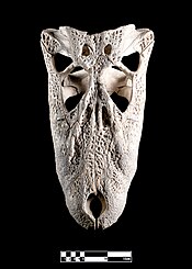 Skull of crocodile (Crocodylidae).jpg
