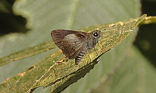 <i>Suastus minuta</i> Species of butterfly