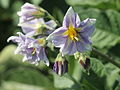 Solanum tuberosum Mavi Christie (04) .jpg