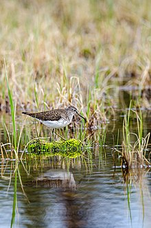 Solitary sandpiper in swamps.jpg