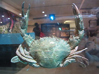 <i>Charybdis natator</i> Species of crab