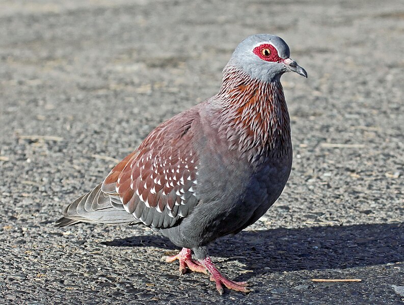 File:Speckled Pigeon RWD1.jpg