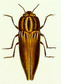 Sphenoptera lapidaria nach Gory 1841