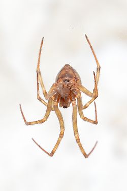 Spider (Araneae)