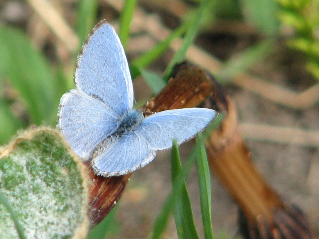 Celastrina ladon