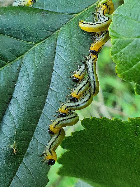 File:St Mary's - Striped Alder Sawfly.jpg