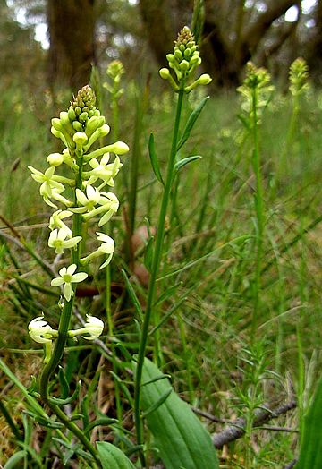 Stackhousia