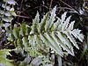 Starr 030405-0249 Cyanea asplenifolia.jpg