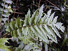 Starr 030405-0249 Cyanea asplenifolia.jpg