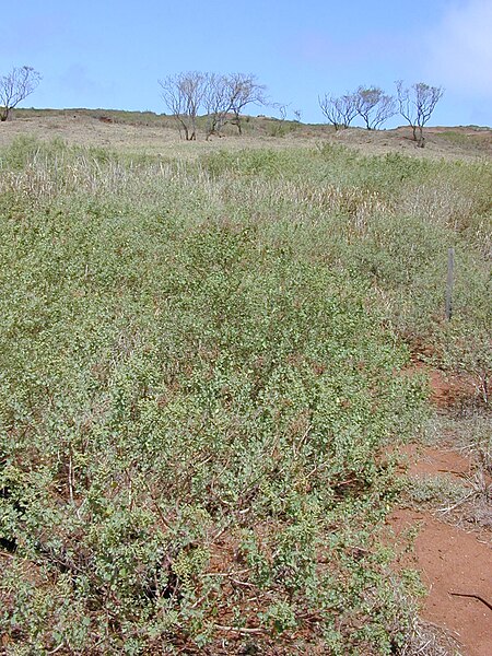 File:Starr 030429-0083 Chenopodium oahuense.jpg