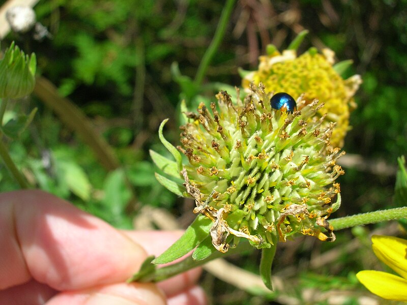 File:Starr 060416-7705 Verbesina encelioides.jpg