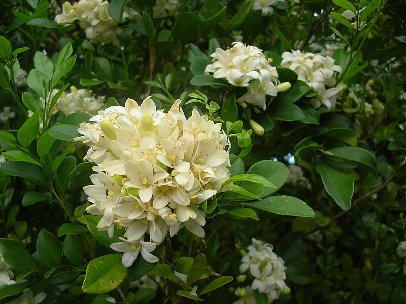 File:Starr 061105-9635 Murraya paniculata.jpg