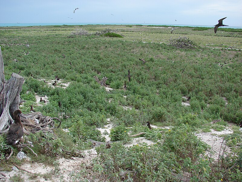 File:Starr 080606-6909 Verbesina encelioides.jpg