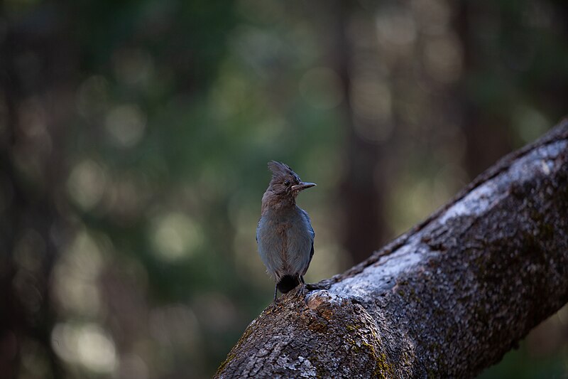 File:Steller's Jay - Yosemite.jpg