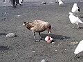 Labbe brun se nourrissant sur un œuf de manchot royal (île de la Possession)