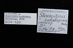 File:Stereocidaris sulcatispinis - ECH-000420 label.jpg (Category:Echinodermata in the Natural History Museum of Denmark)