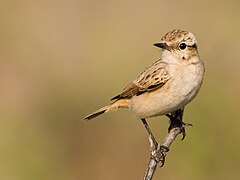 Stolizcka's Bushchat Saxicola macrorhynchus