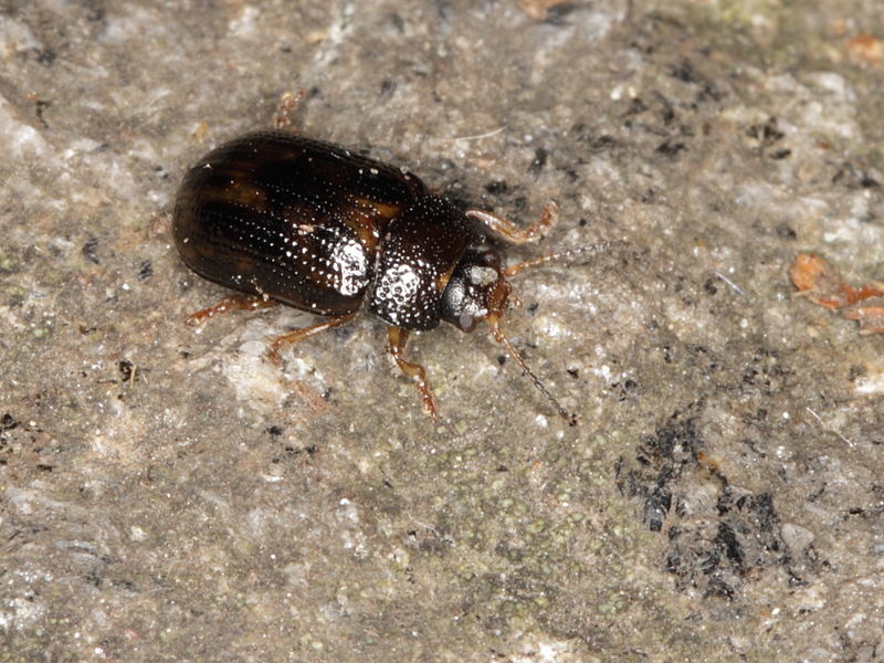 File:Strange Crepidodera sp. (Chrysomelidae) (9515753165).jpg