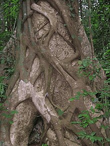 The strangler fig climbs up the trunks of other trees. Strangler fig kerala.jpg